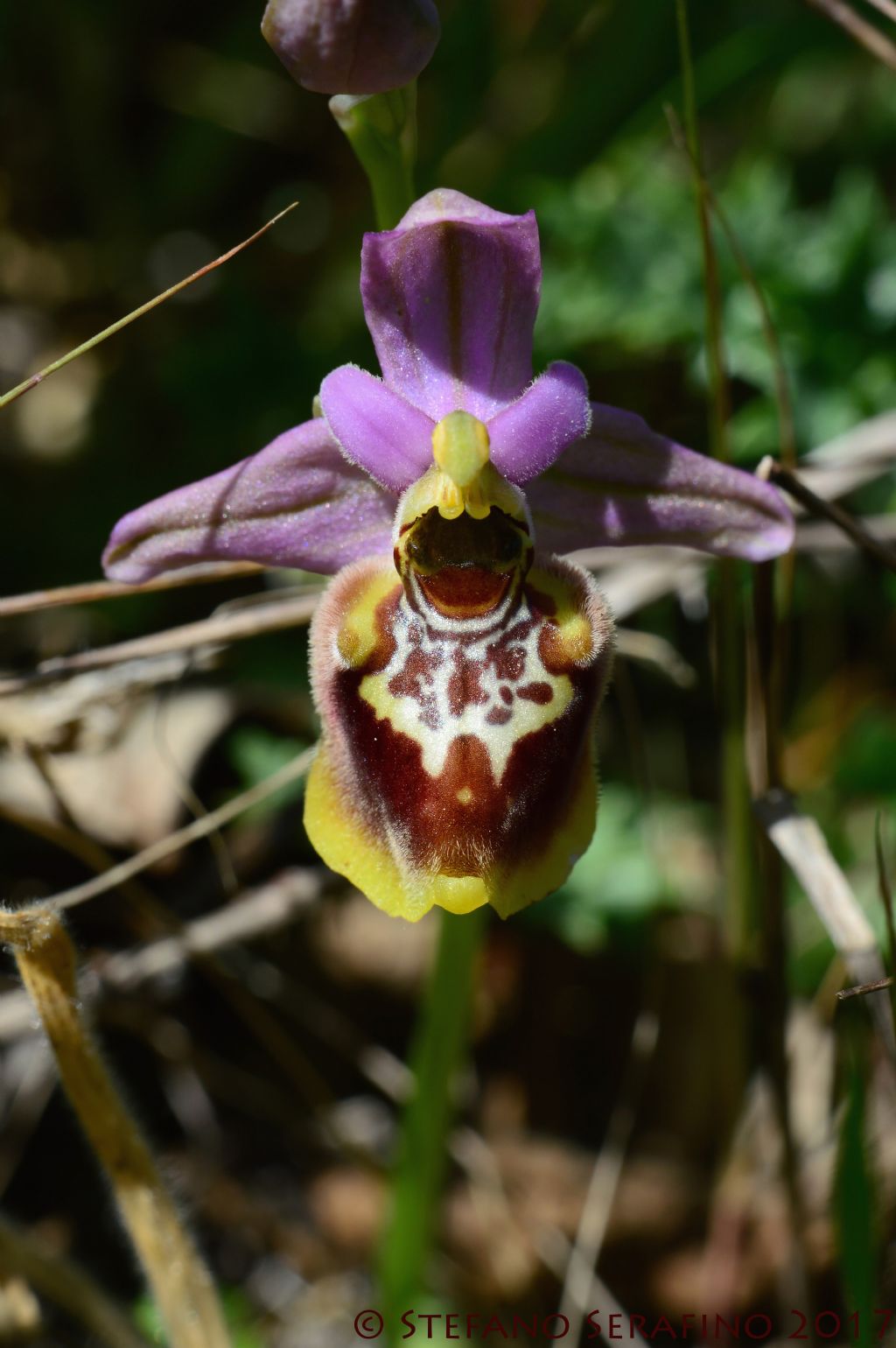 Ophrys parvimaculata x Ophrys tardans